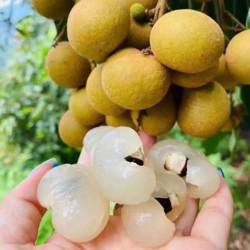 梅州石硖龙眼，大量成熟现货多多，欢迎合作