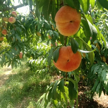 毛蟠桃14上市中，沙土富晒种植，含糖量高耐贮存