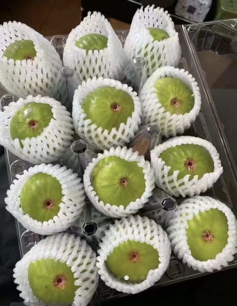 威海青皮无花果大量供应欢迎老板洽谈合作