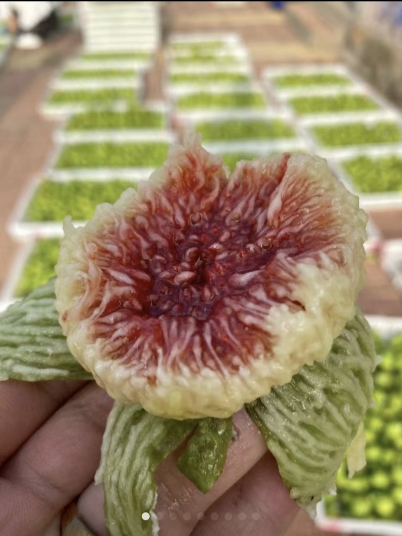 威海青皮无花果大量供应欢迎老板洽谈合作