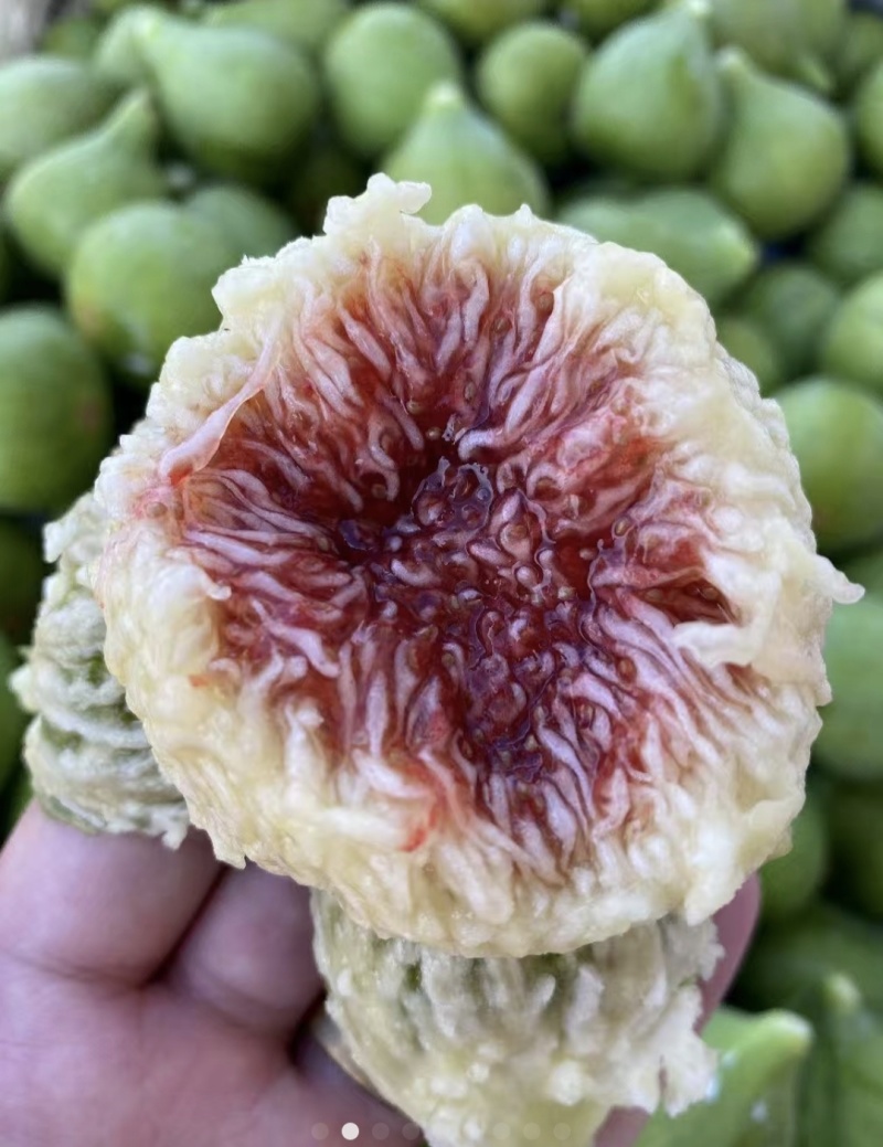 威海青皮无花果大量供应欢迎老板洽谈合作