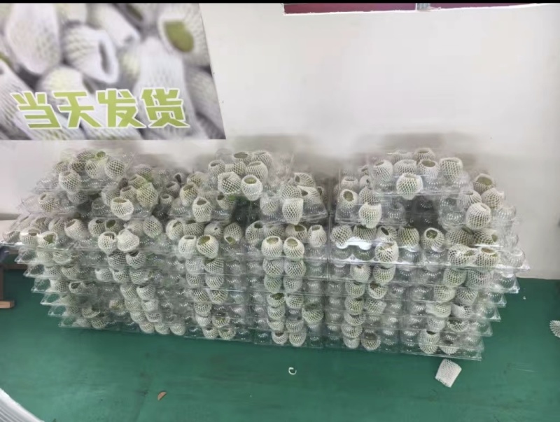 威海青皮无花果大量供应欢迎老板洽谈合作