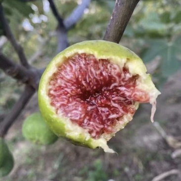 威海青皮无花果大量供应欢迎老板洽谈合作