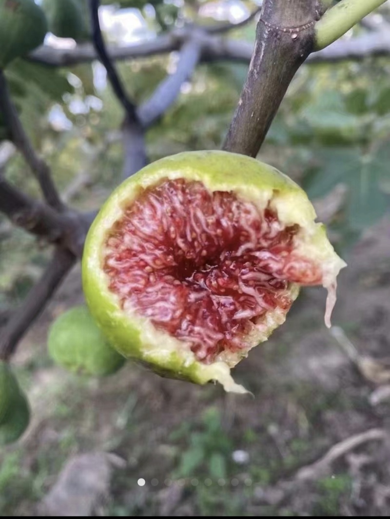 威海青皮无花果大量供应欢迎老板洽谈合作