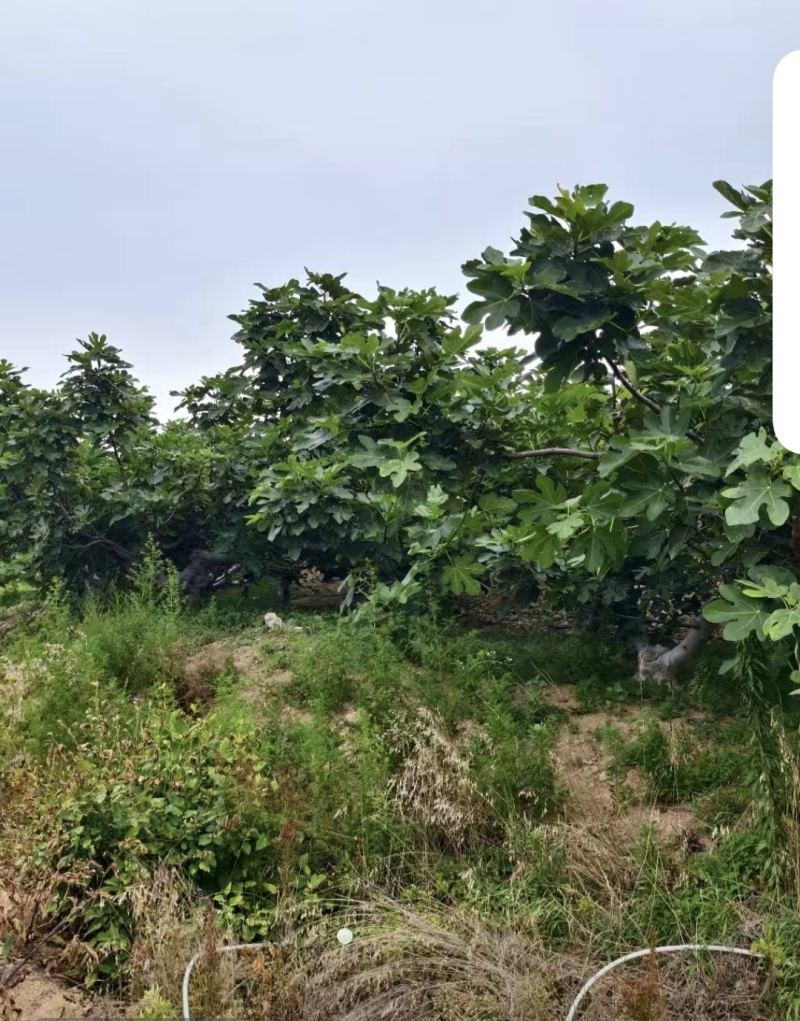 威海青皮无花果大量供应欢迎老板洽谈合作
