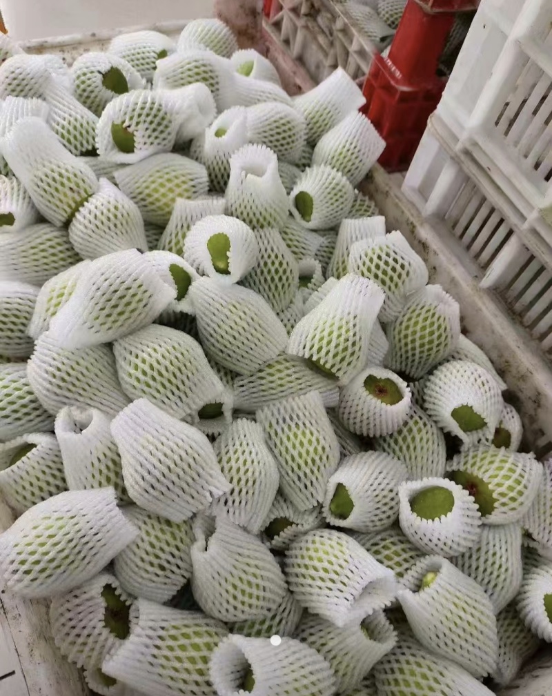 威海青皮无花果大量供应欢迎老板洽谈合作
