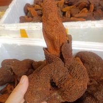 金锁阳