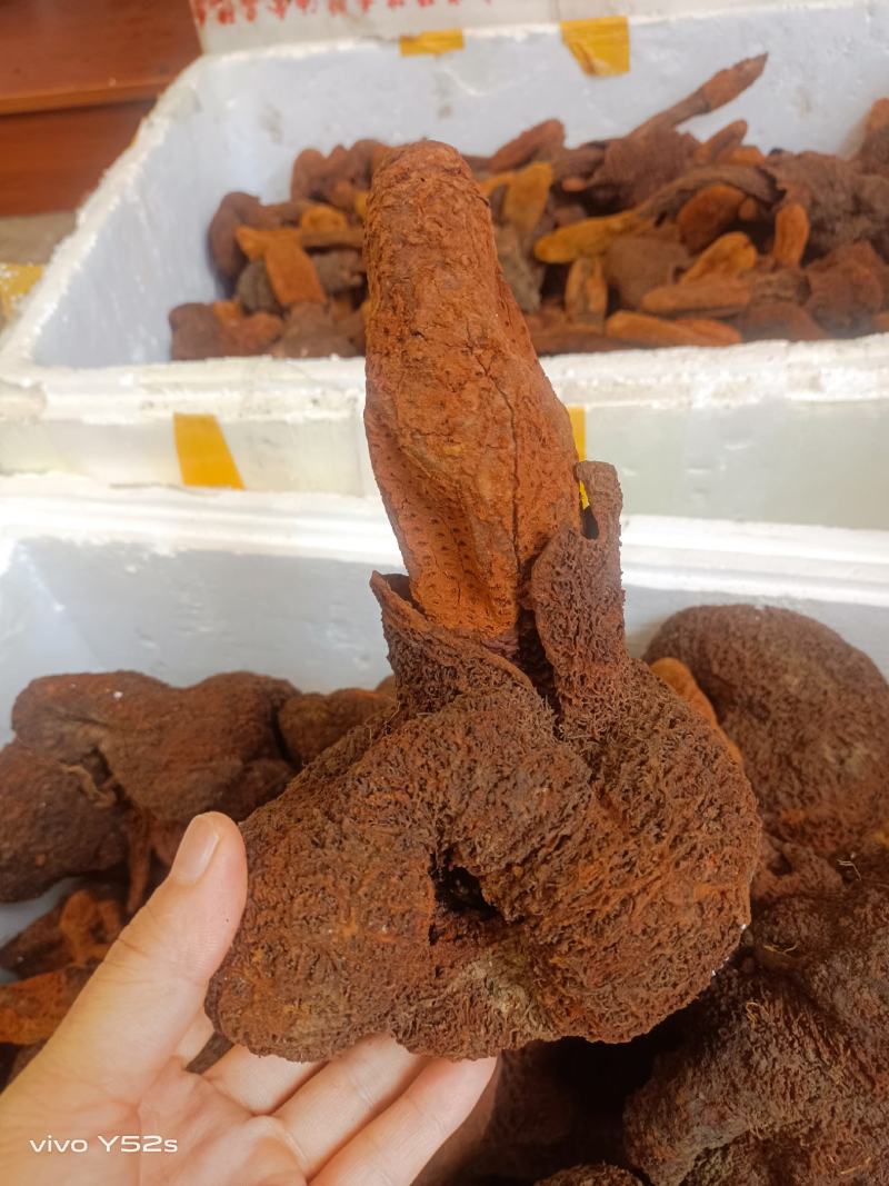 金锁阳