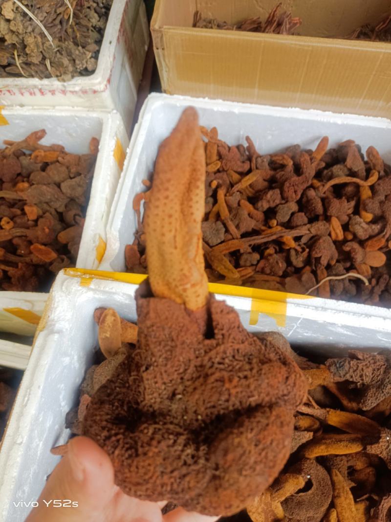 金锁阳