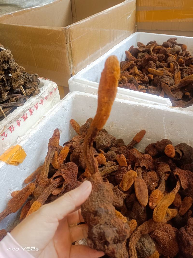 金锁阳