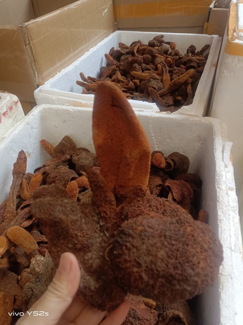 金锁阳