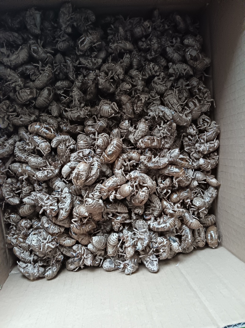 厂家直销正品保障蝉蜕中药必备欢迎致电详询