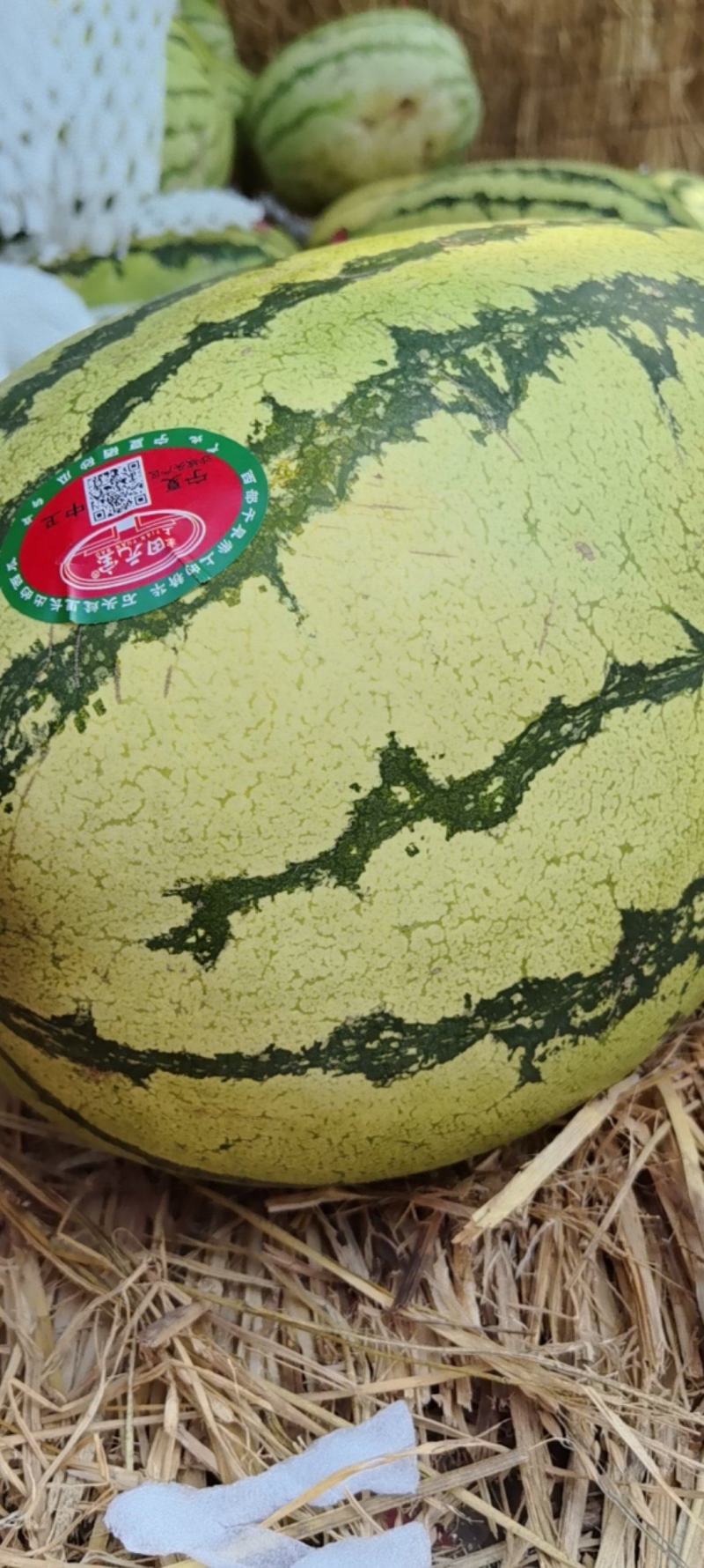 孟州西瓜