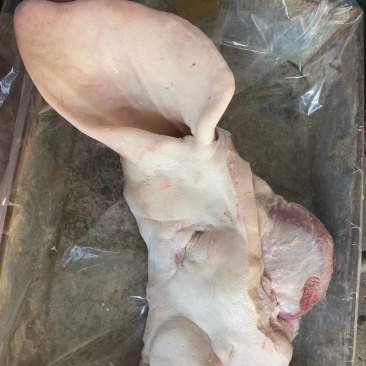 母猪猪头