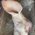 母猪猪头