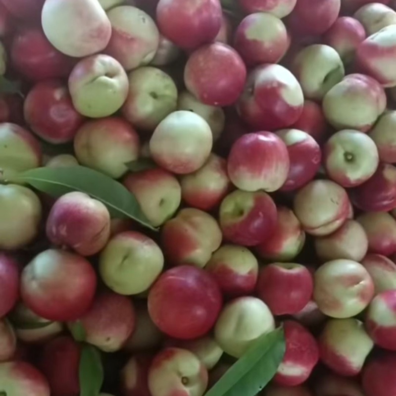 珍珠枣油桃