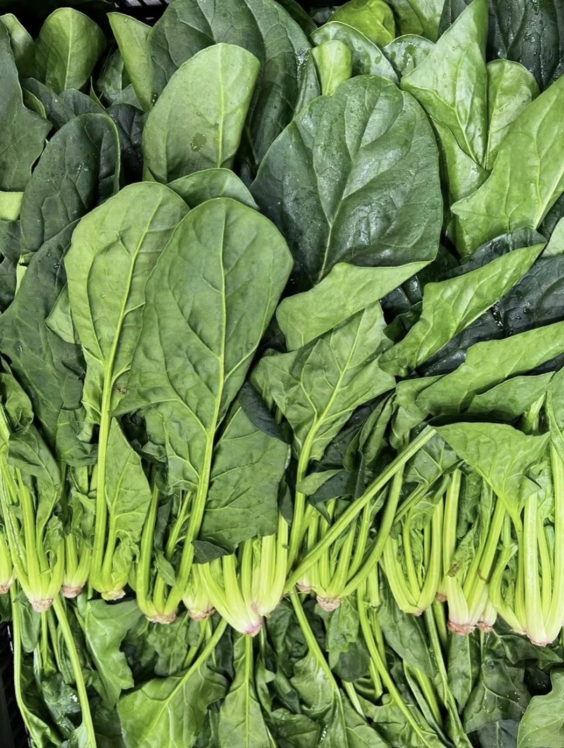 兰州大菠菜