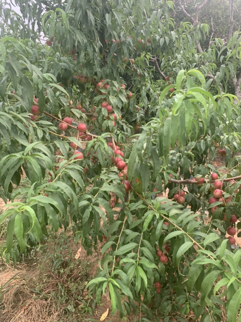 珍珠枣油桃