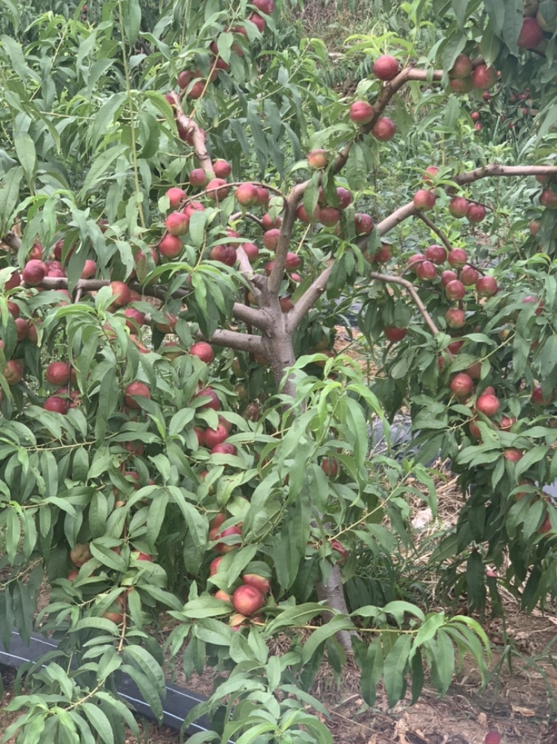 珍珠枣油桃