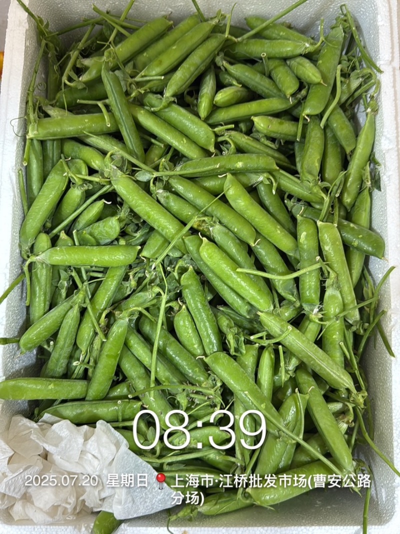 兰州带把豌豆