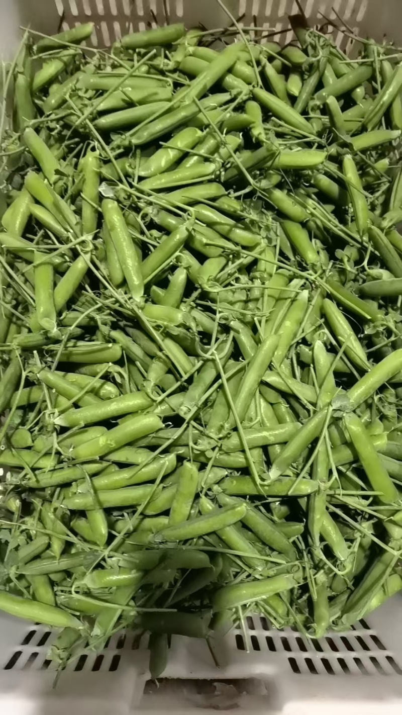 兰州带把豌豆