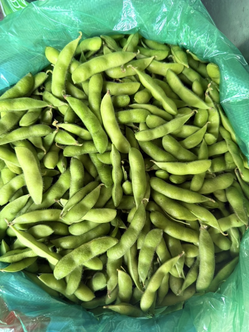 四川大毛豆