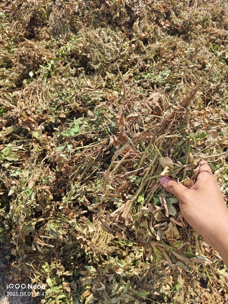 2025年花生秧