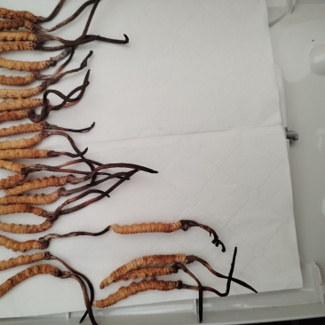 产地直发精品虫草优选欢迎联系选购