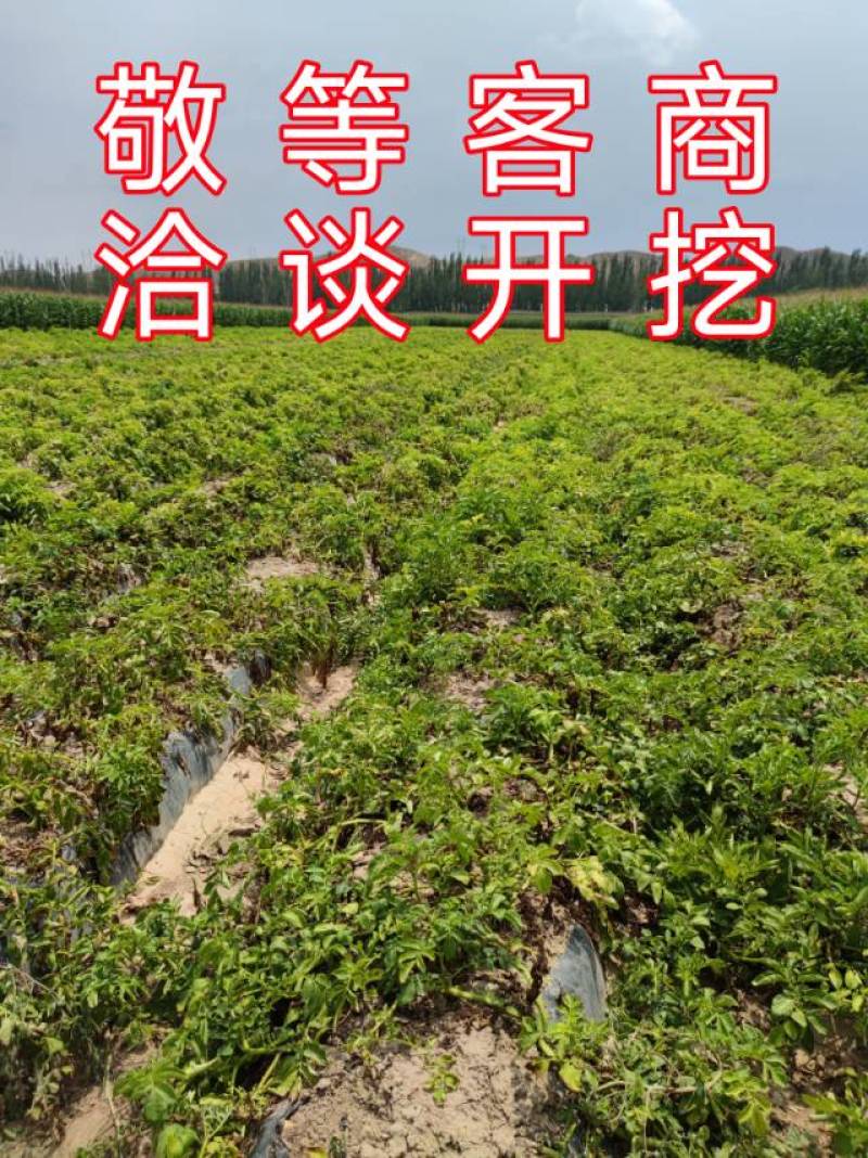 根据客商的规格要求再开始采挖