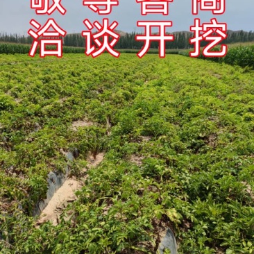 根据客商的规格要求再开始采挖