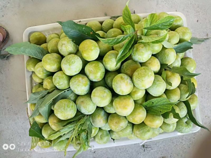 青脆李大量上市，