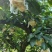 重庆永川黄花梨