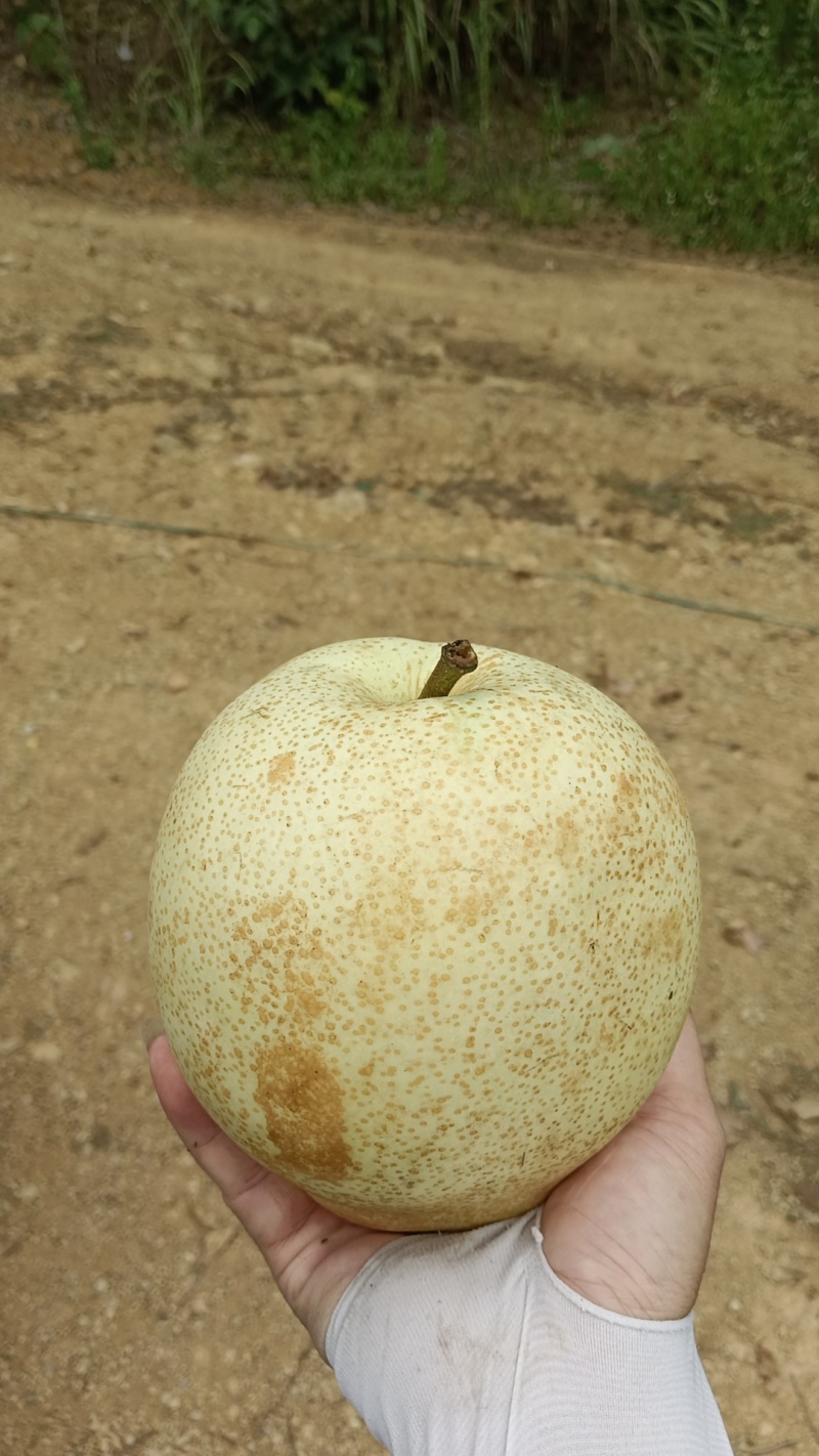 青花梨