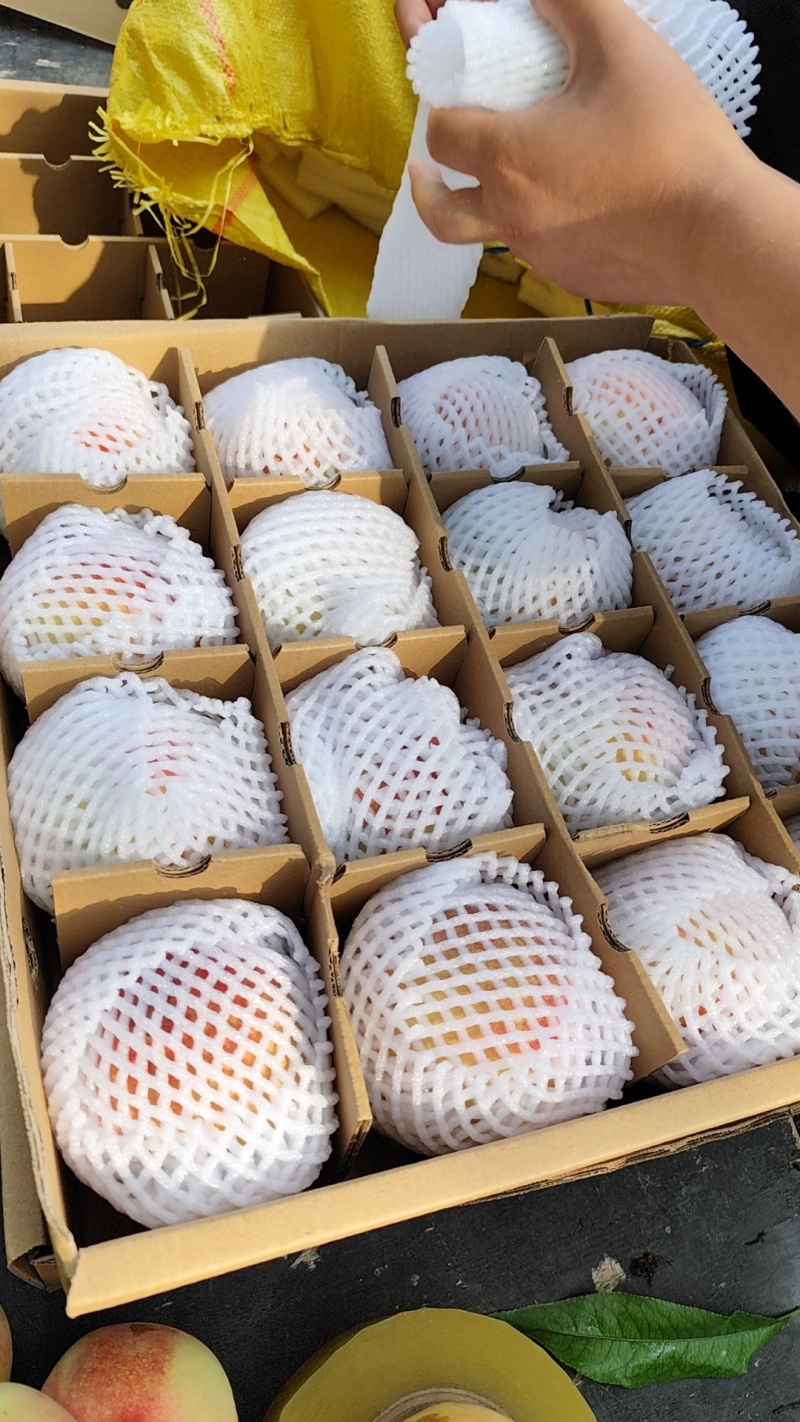 安宁堡白凤桃