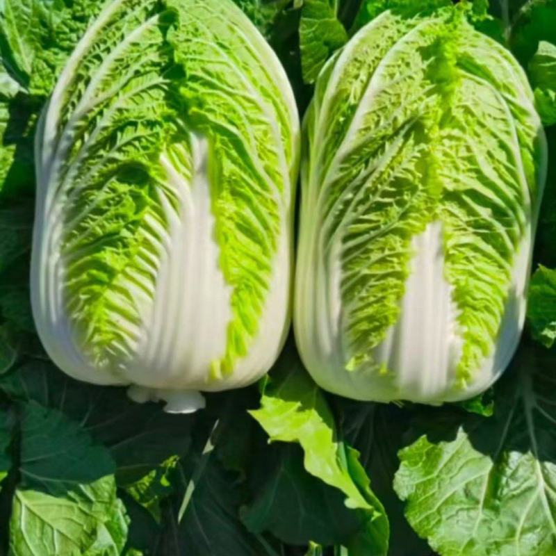 河北张北黄心白菜大量上市，价格稳定