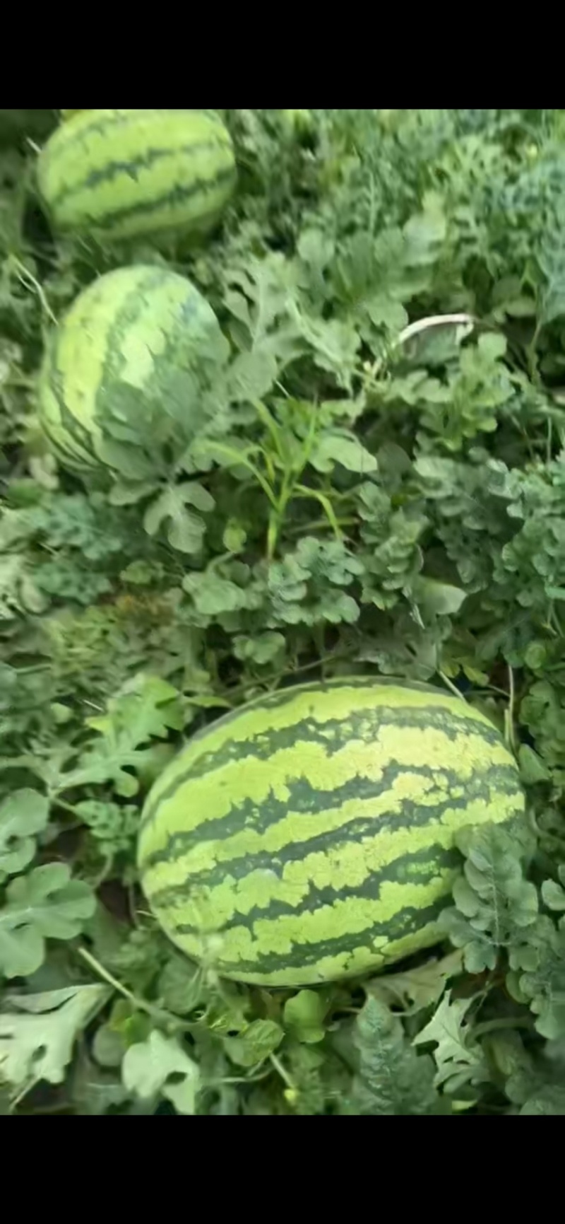 西瓜/金城五/大西瓜/沙地西瓜