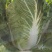 河北张北黄心白菜大量上市，价格稳定