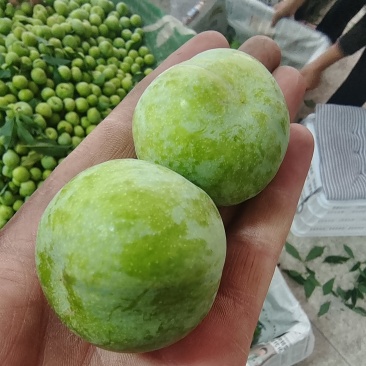 茂县清脆李实力代收