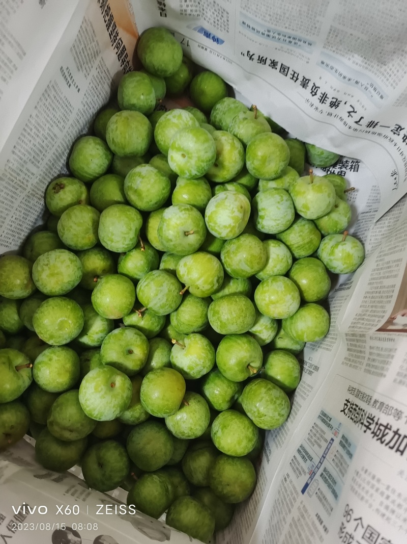 茂县清脆李实力代收