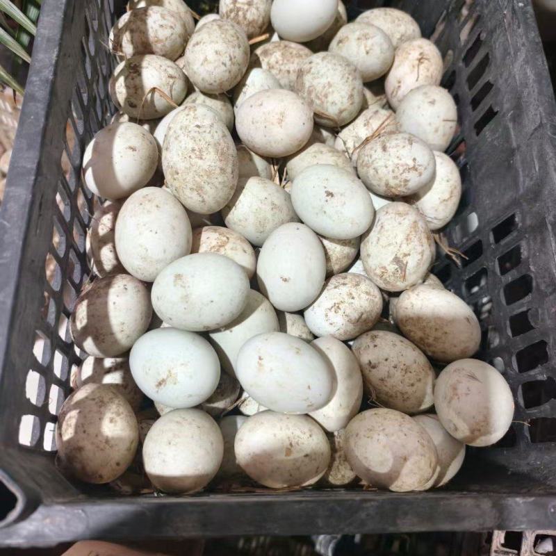 微山湖散养红心鸭蛋