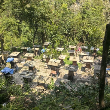 兴山土蜂蜜
