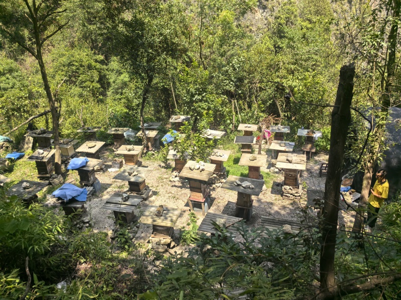 兴山土蜂蜜