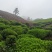 罐装精品黄山高山绿茶！价格实惠、欢迎购买