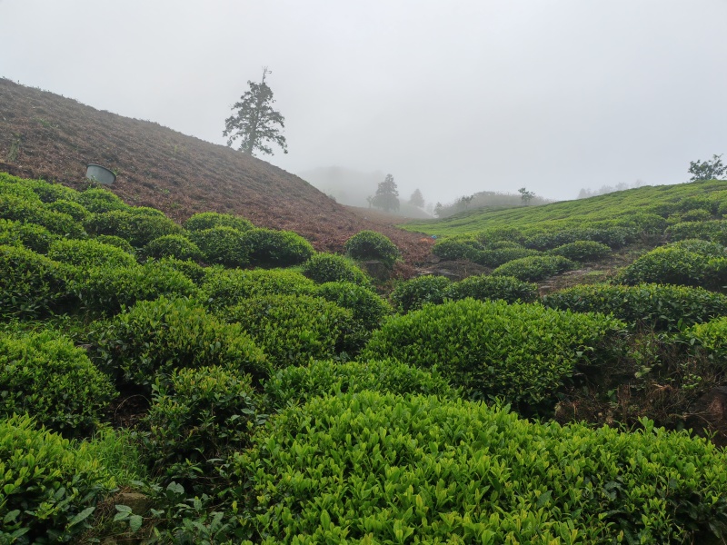 罐装精品黄山高山绿茶！价格实惠、欢迎购买