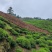 罐装精品黄山高山绿茶！价格实惠、欢迎购买