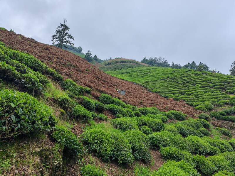 罐装精品黄山高山绿茶！价格实惠、欢迎购买