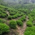 罐装精品黄山高山绿茶！价格实惠、欢迎购买