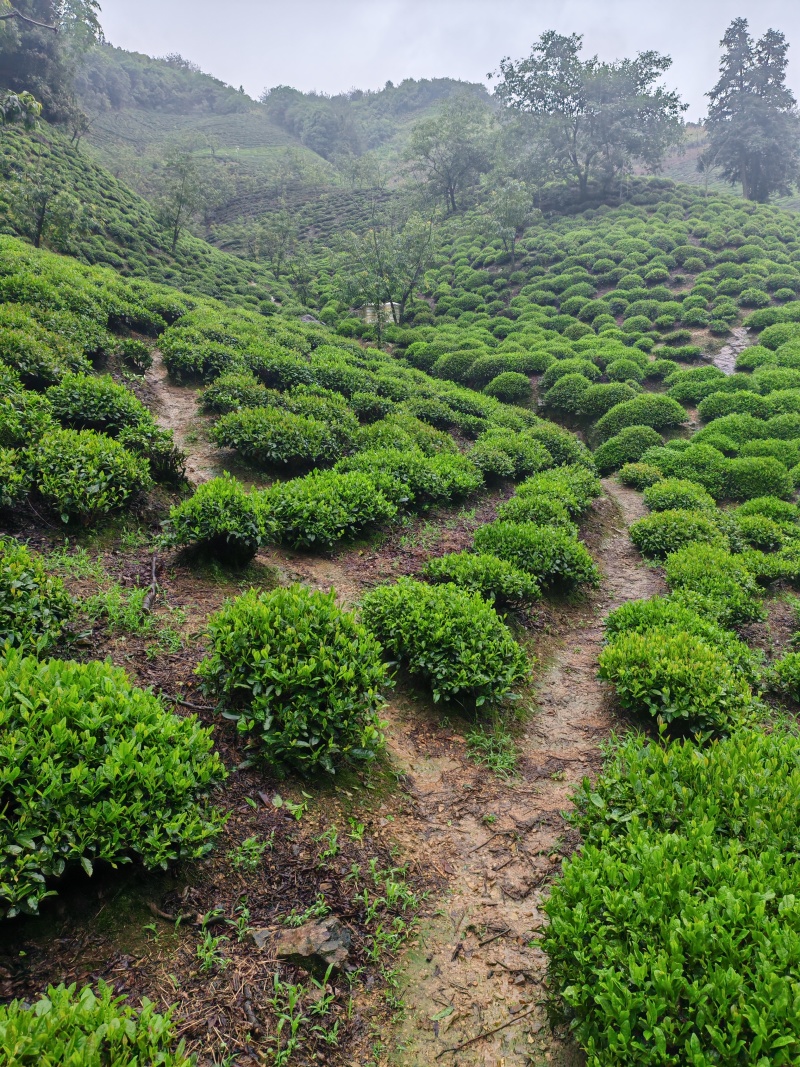 罐装精品黄山高山绿茶！价格实惠、欢迎购买