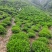 罐装精品黄山高山绿茶！价格实惠、欢迎购买