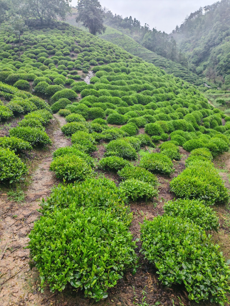 罐装精品黄山高山绿茶！价格实惠、欢迎购买